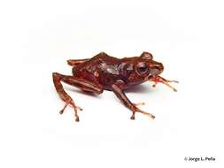 Image de Pristimantis taciturnus (Lynch & Suárez-Mayorga 2003)