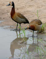 Image of White-faced Whistling Duck