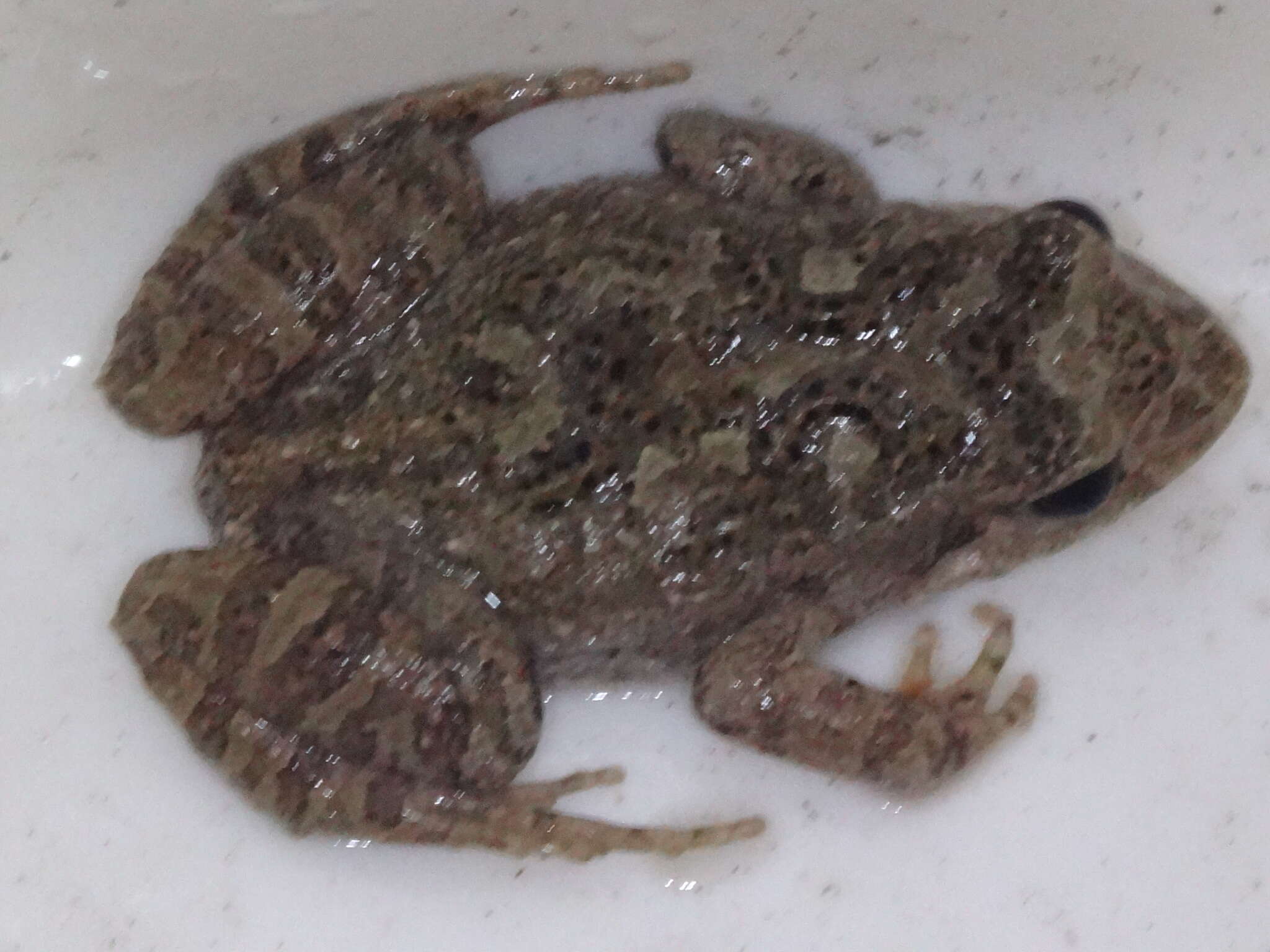 Image of Glauert's Froglet