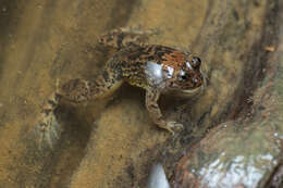 Image of Sumatran Puddle Frog