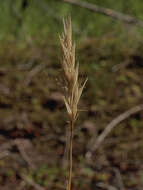 Image de Danthonia intermedia subsp. intermedia