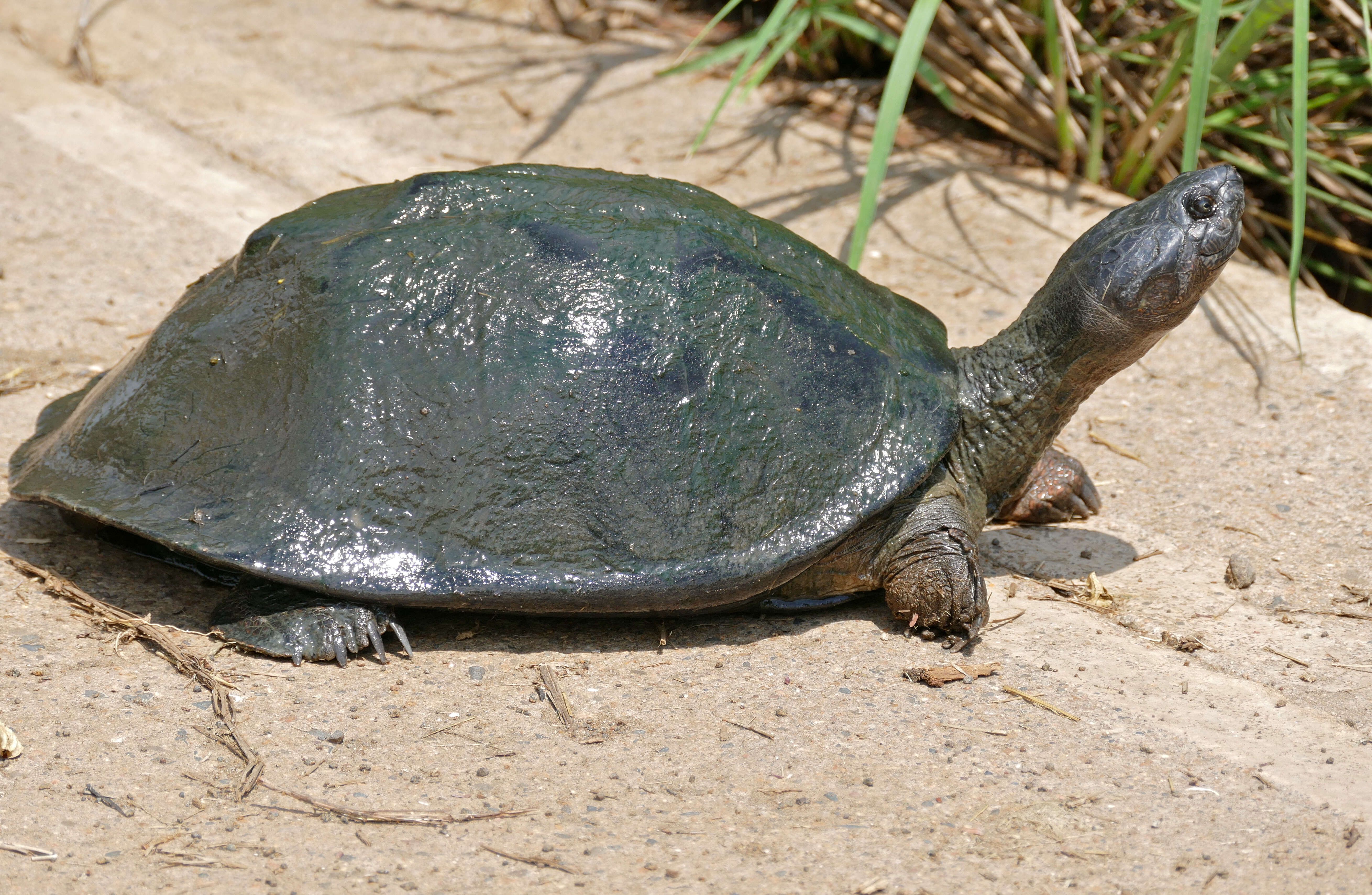 Image of Serrated hinged terrapin