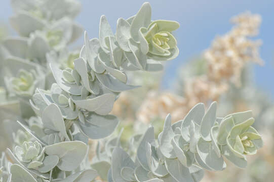 Image of Atriplex farinosa Forsk.