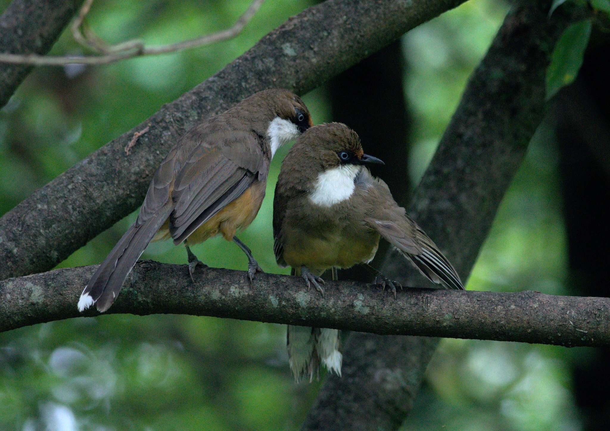 Image of White-throated Laughingthrush