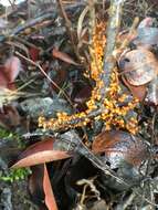 Image of Egg-shell Slime Mould