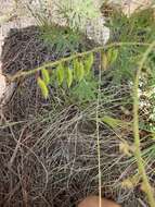 Image of Rusby's milkvetch