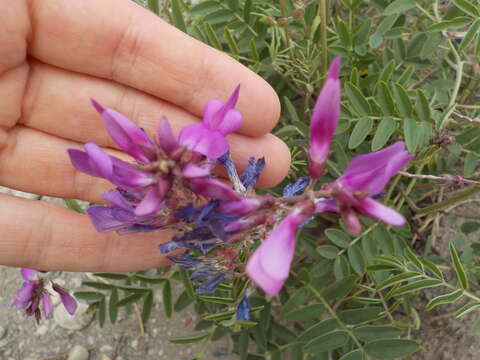 Image of Utah sweetvetch