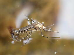 Image of Aedes atropalpus (Coquillett 1902)