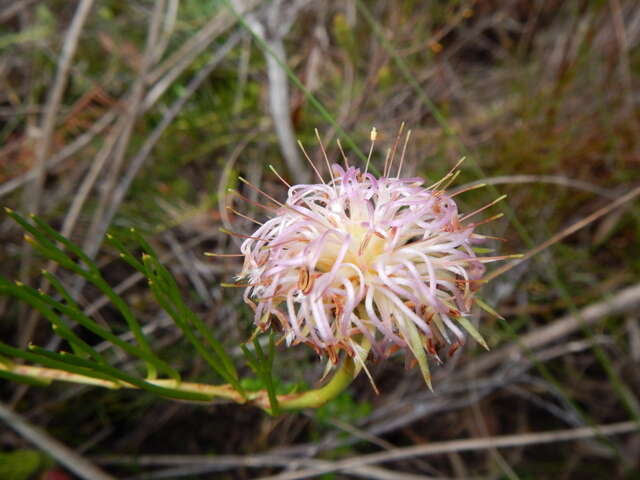 Image of Serruria pinnata R. Br.