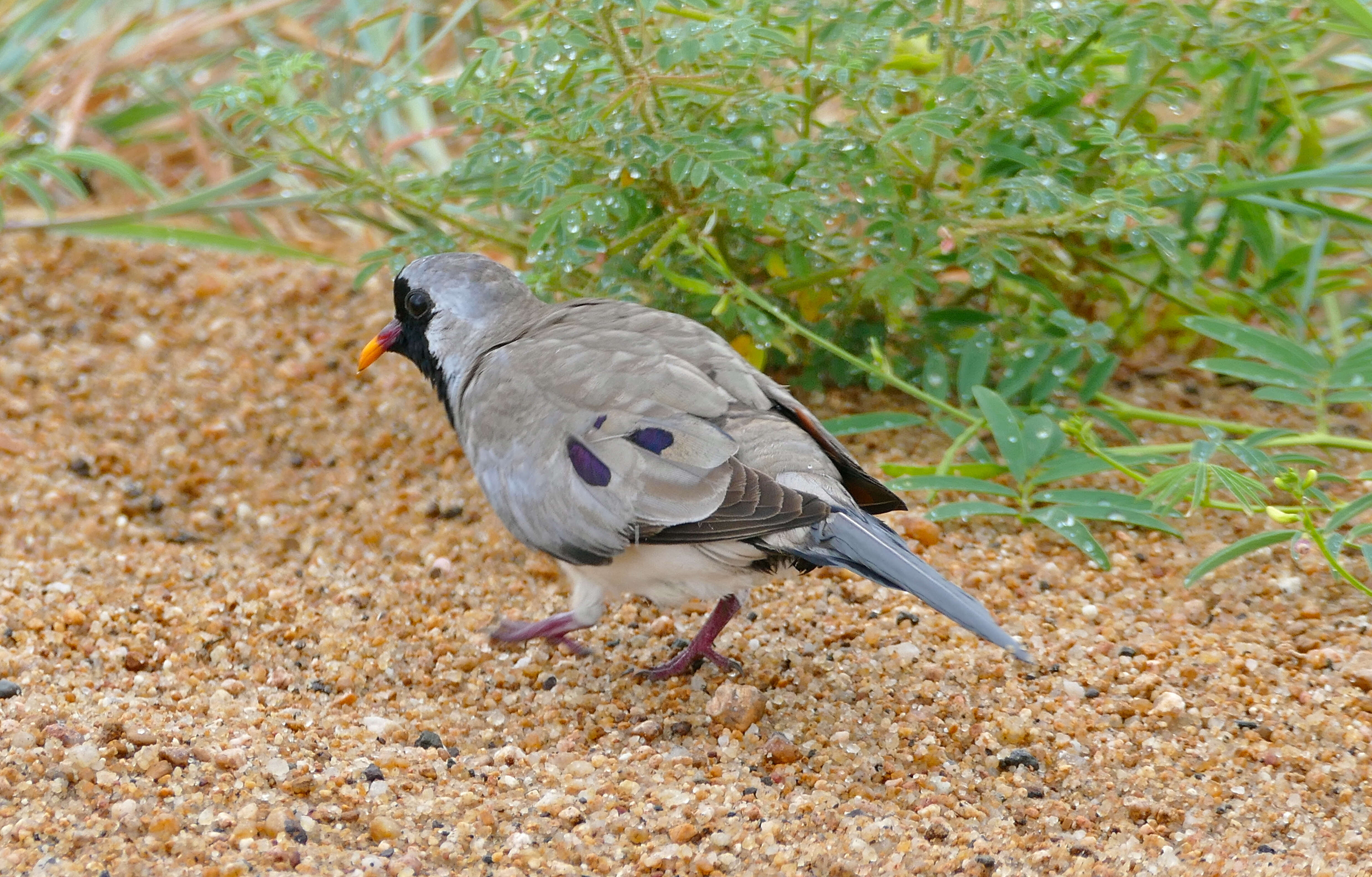 Image of Oena Swainson 1837