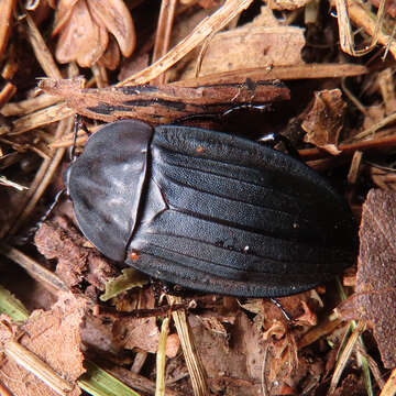 Necrophila (Eusilpha) japonica (Motschulsky 1861) resmi