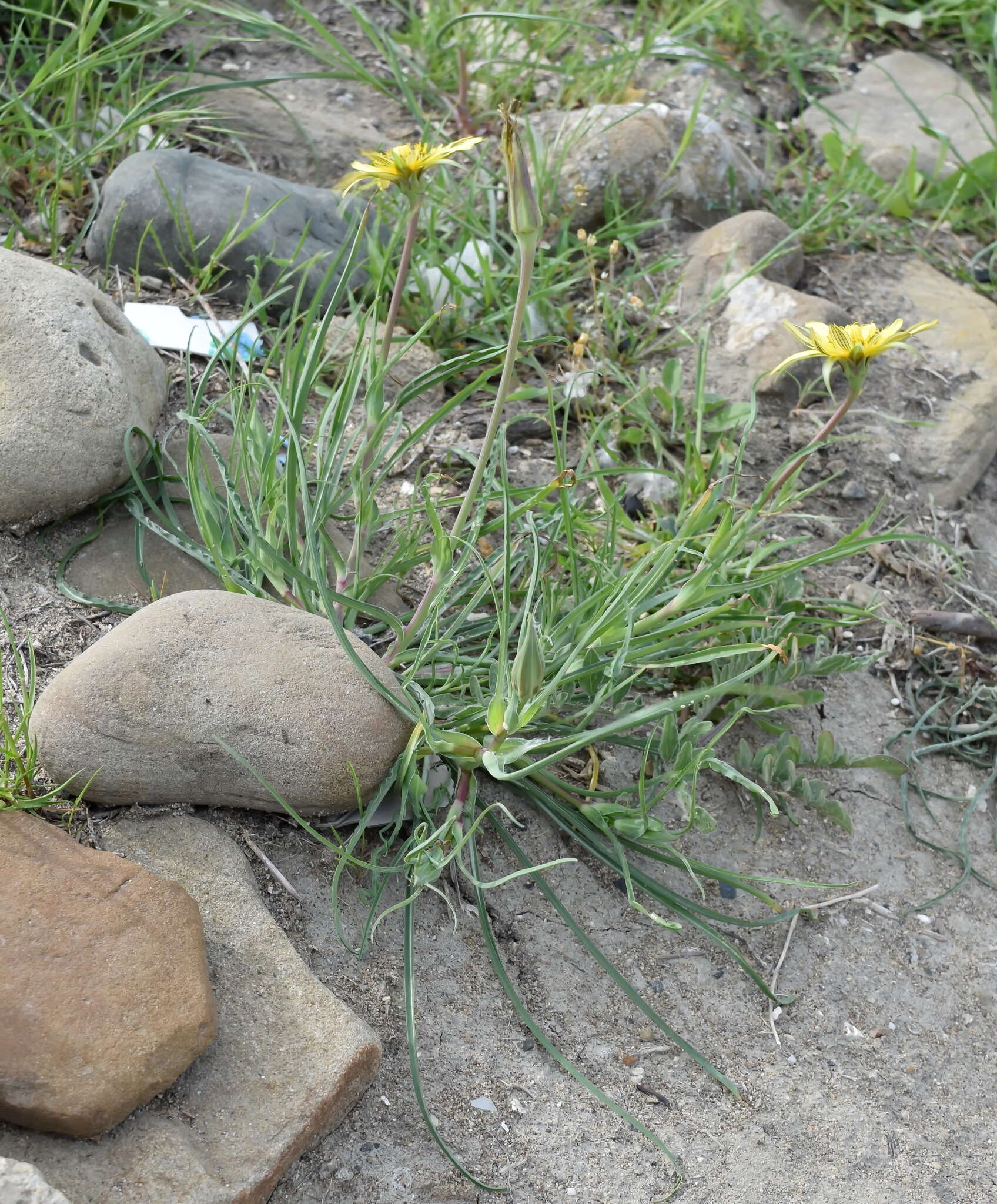 Image of Tragopogon pusillus M. Bieb.