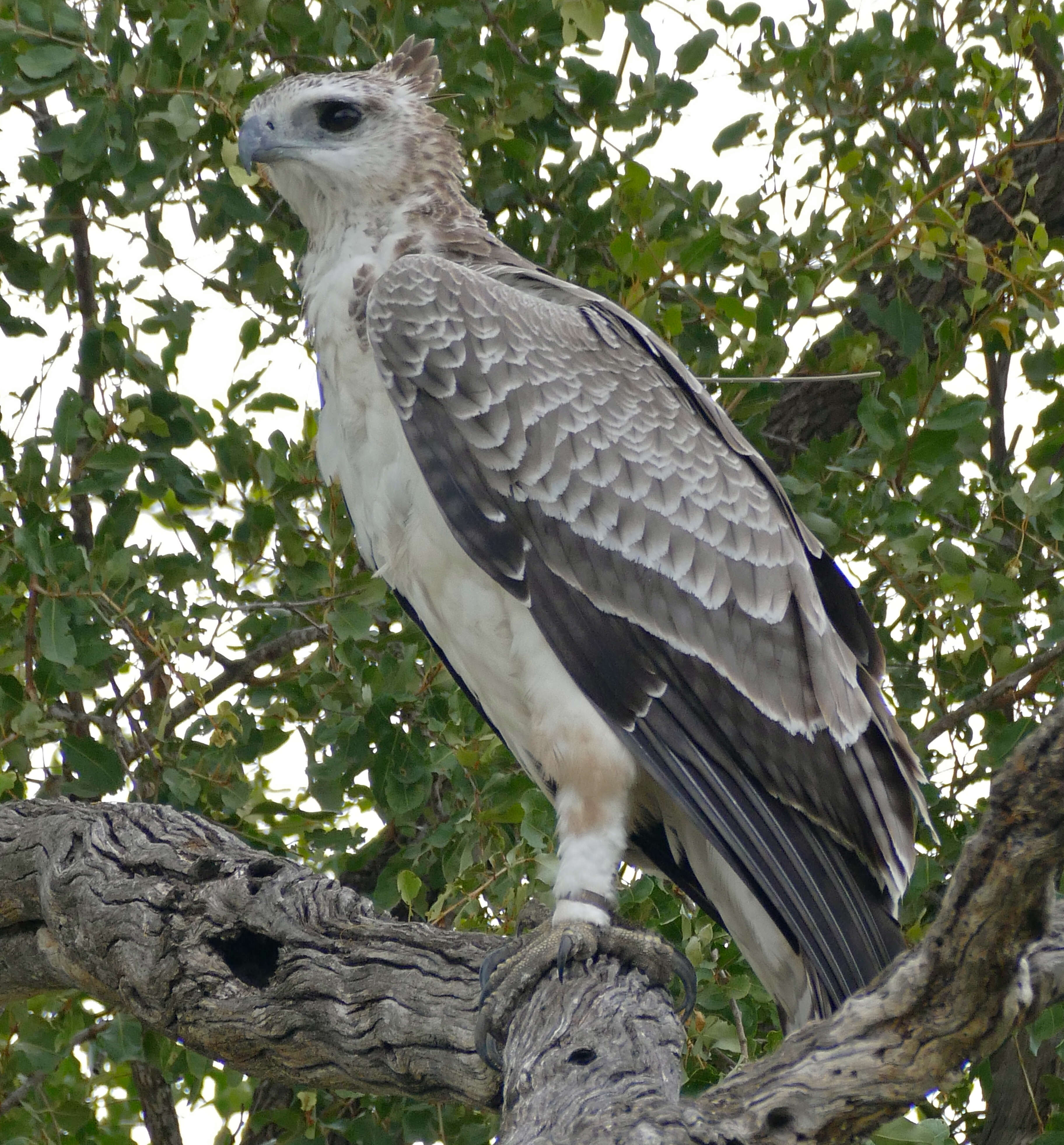 Image of Polemaetus Heine 1890