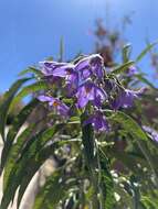 Image of Solanum nitidum Ruiz & Pav.