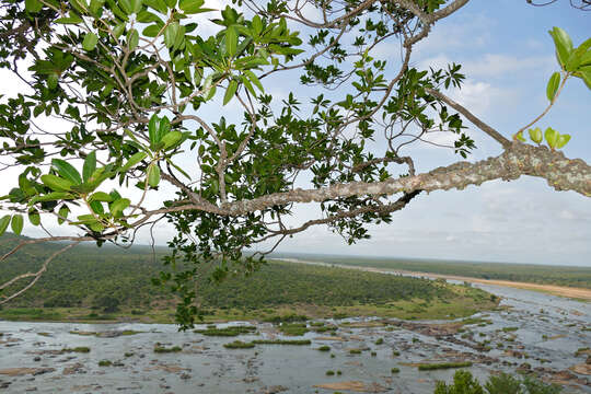 Image of Knobbly fig