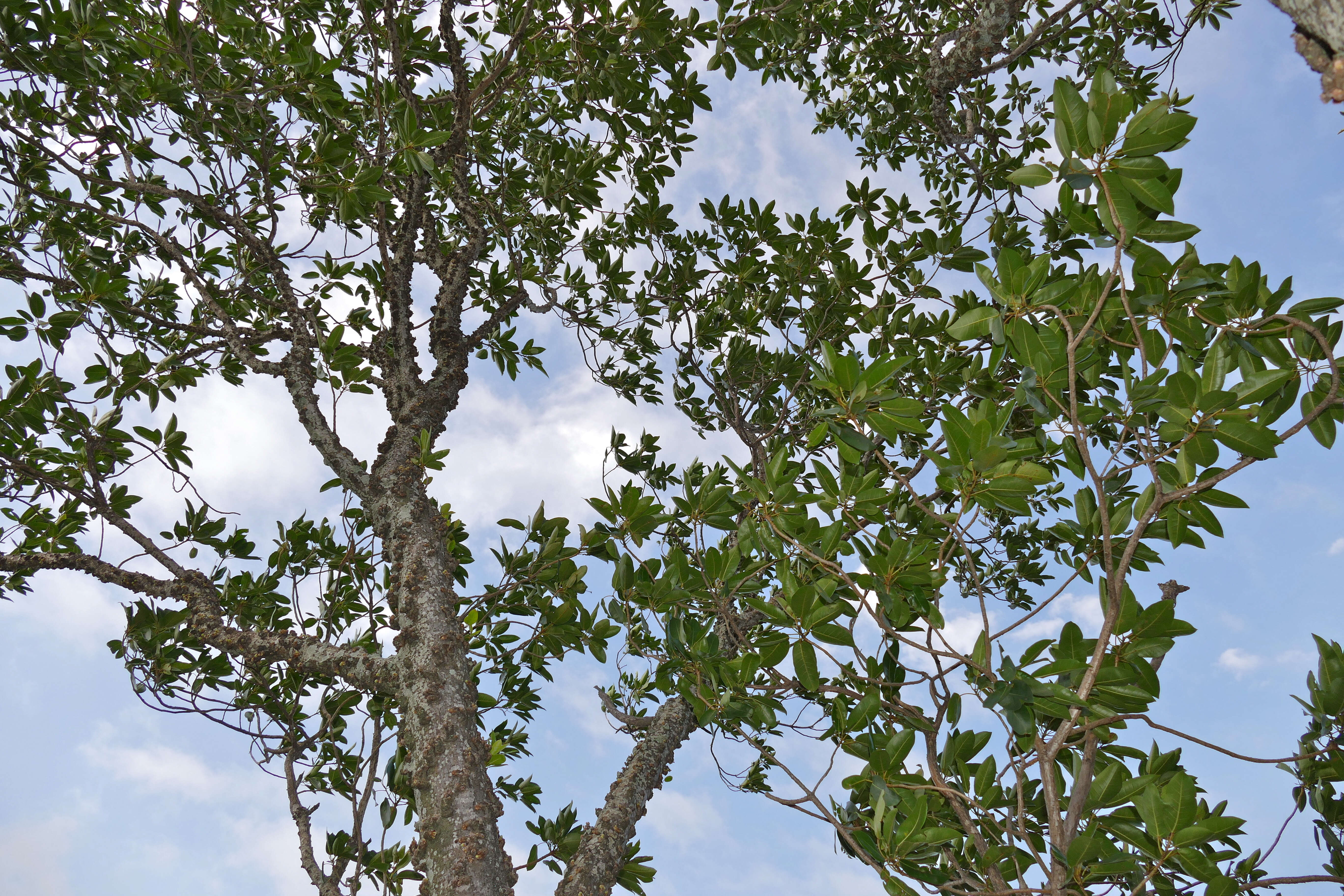 Image of Knobbly fig