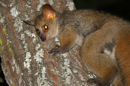 Image of Brown Greater Galago