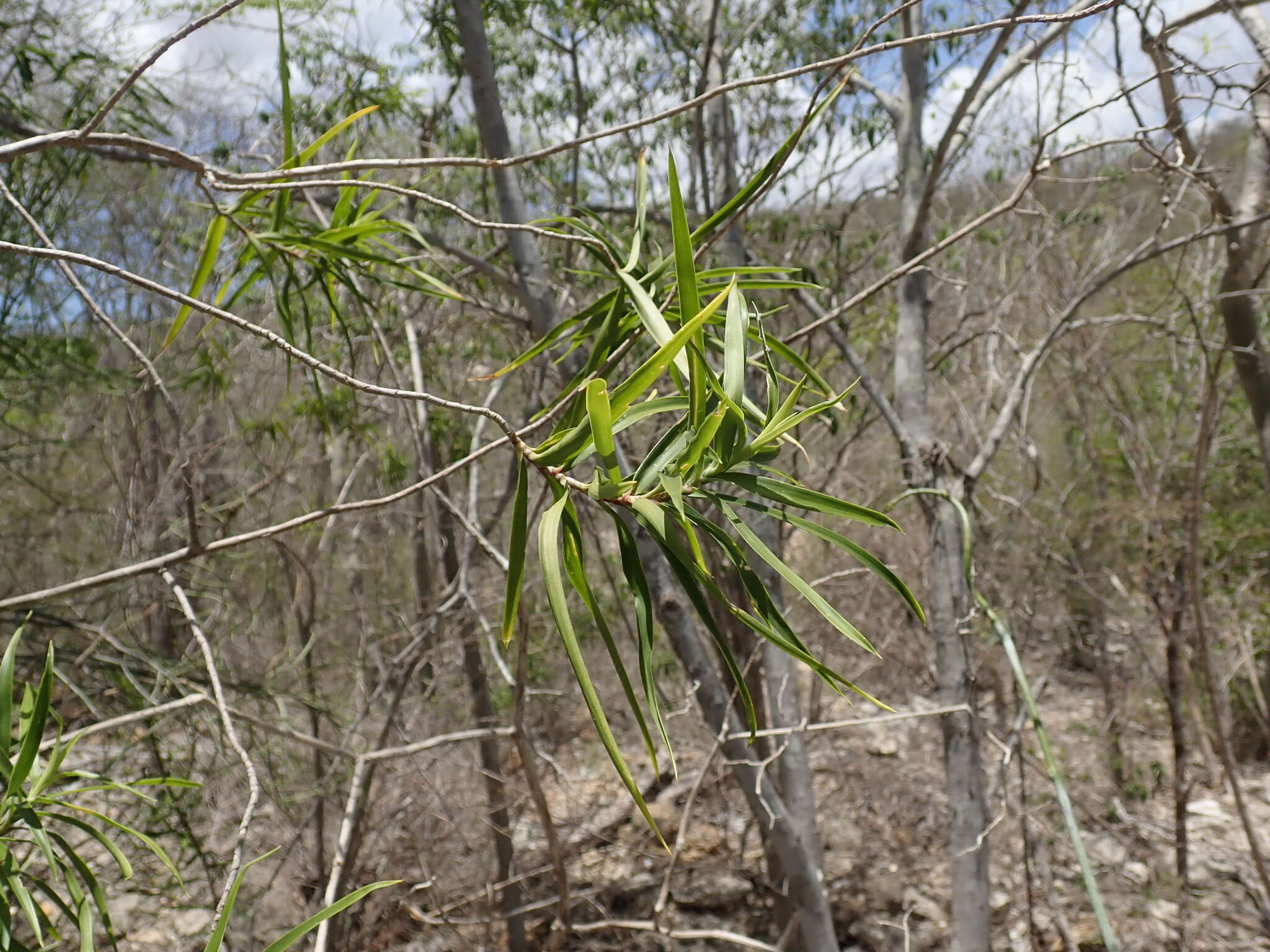 Image of Dracaena reflexa var. occidentalis H. Perrier