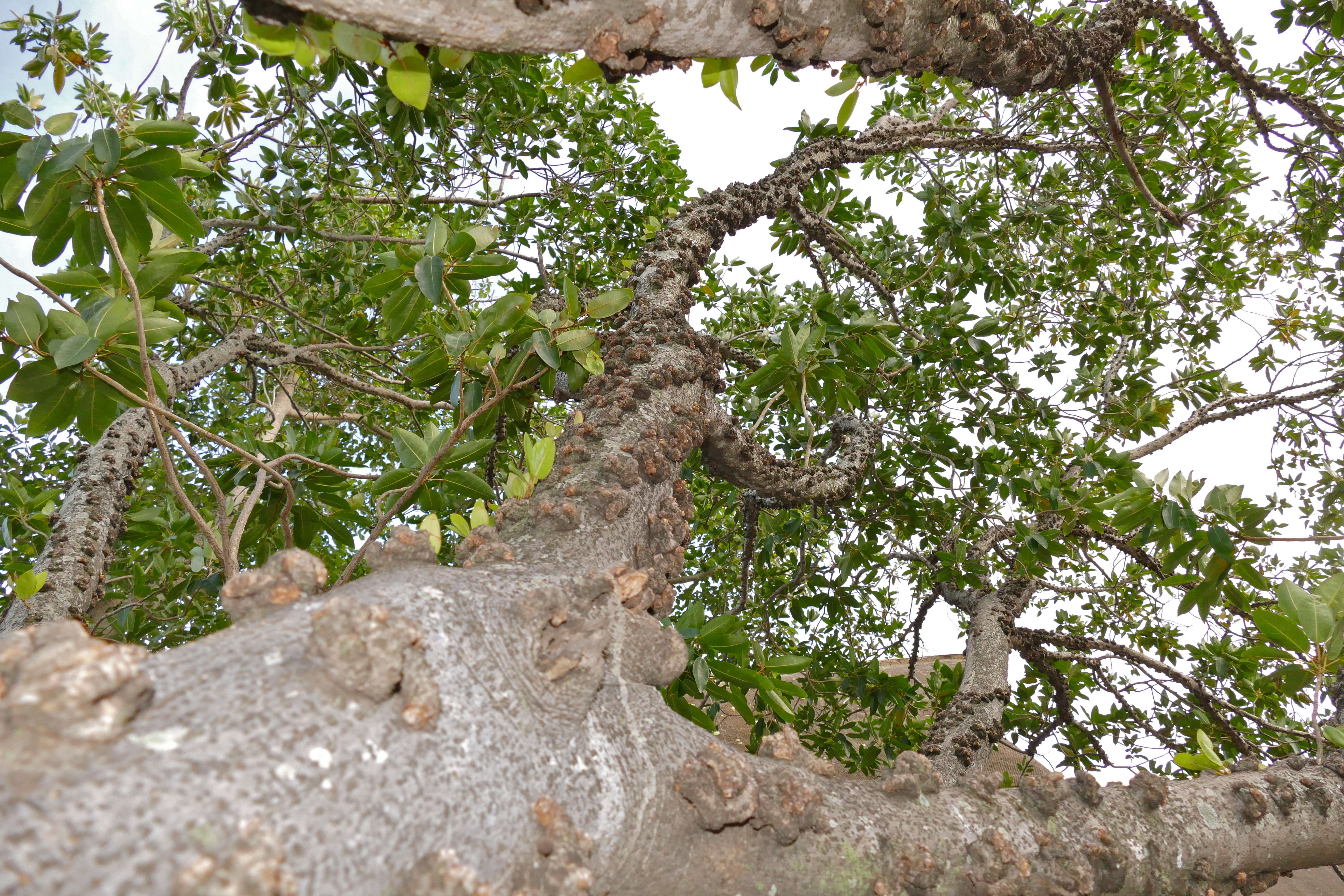 Image of Knobbly fig