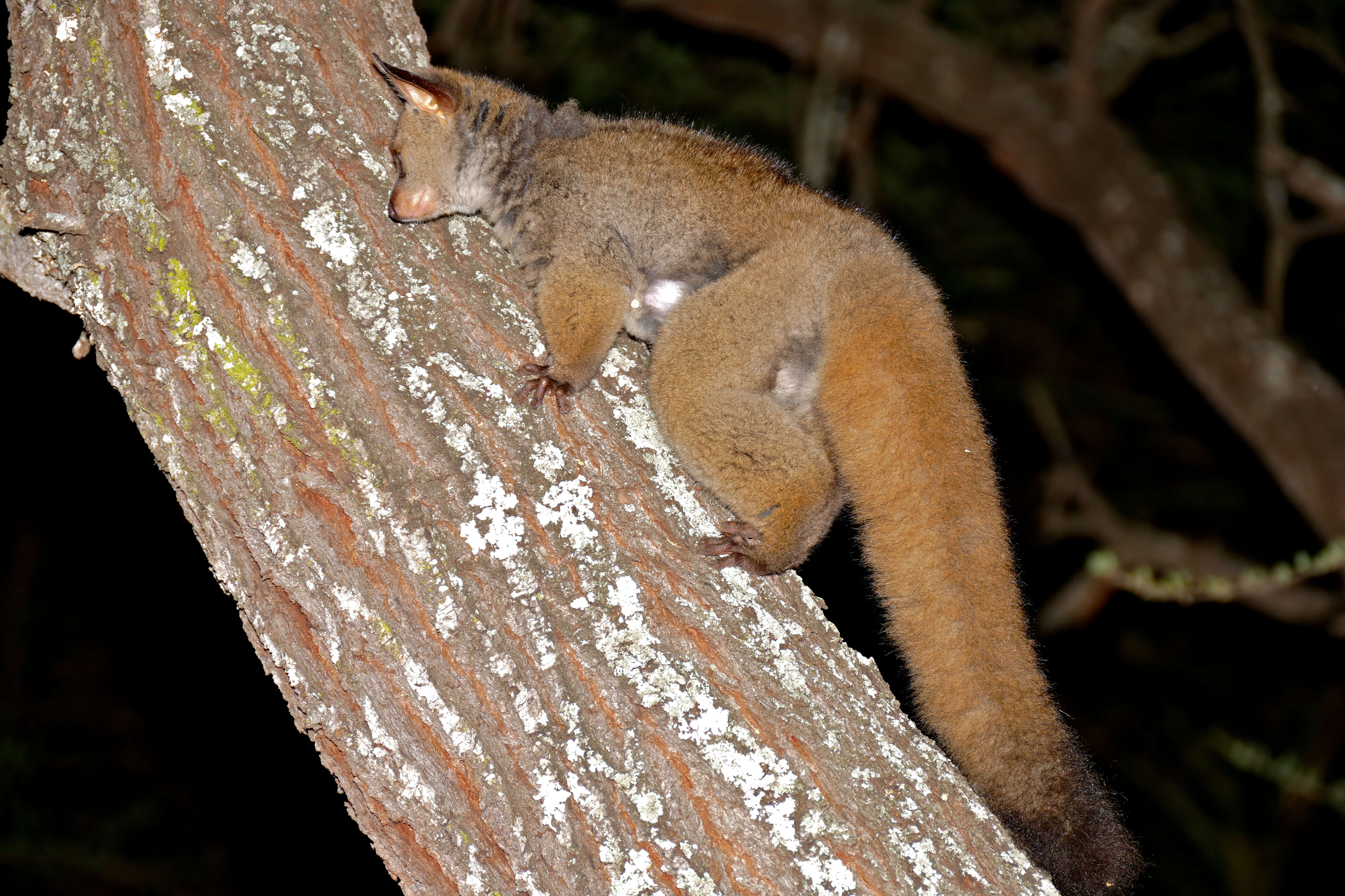 Image of Brown Greater Galago