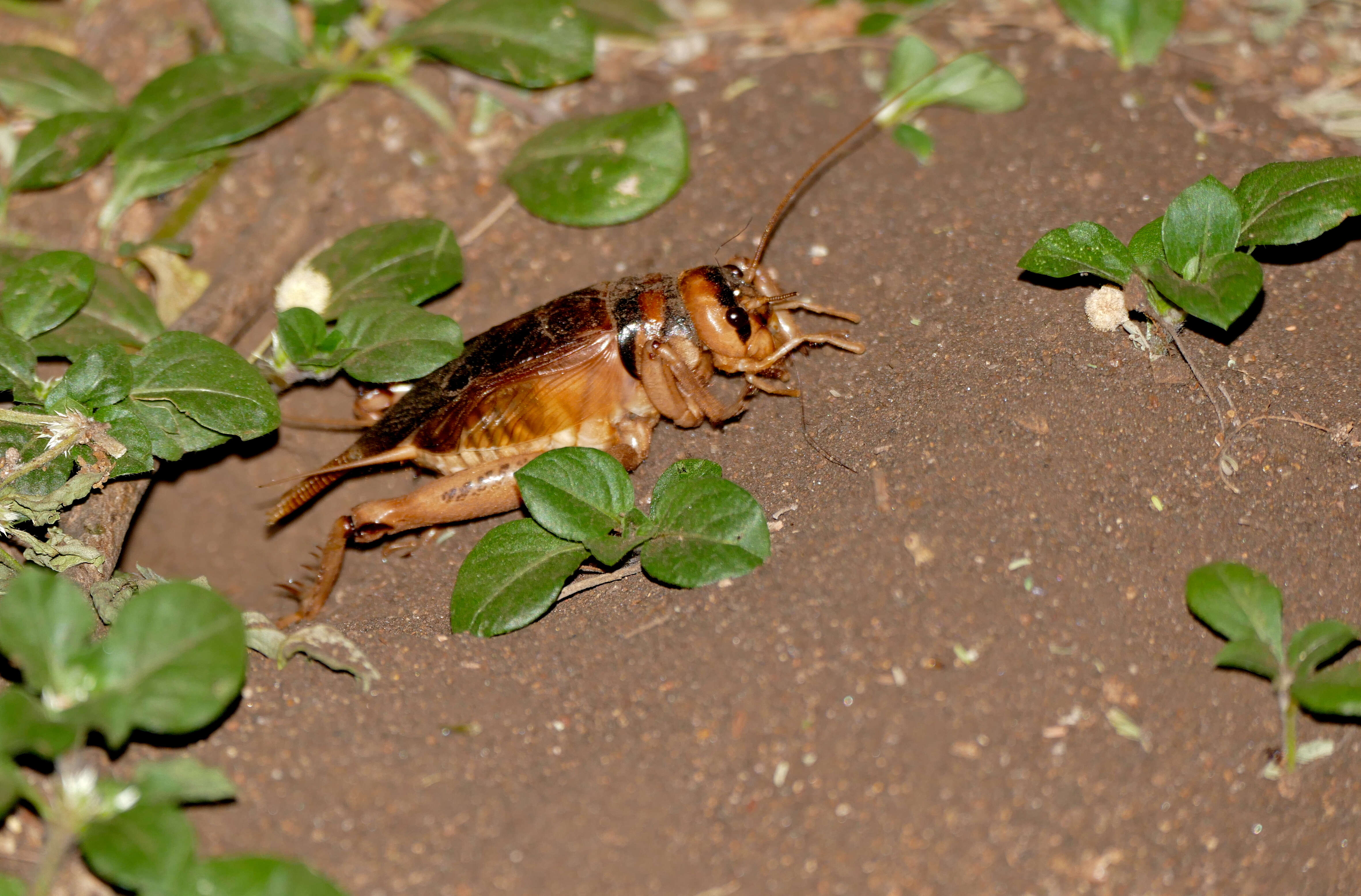 Image de Brachytrupes membranaceus (Drury 1770)