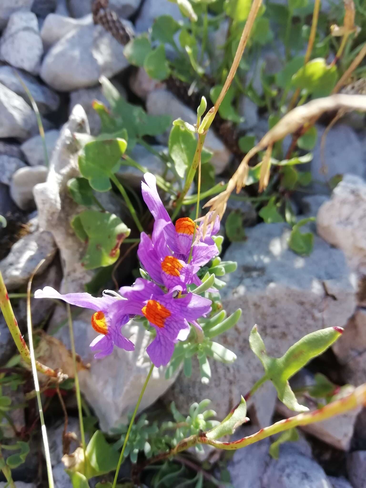 Image of Linaria alpina subsp. alpina