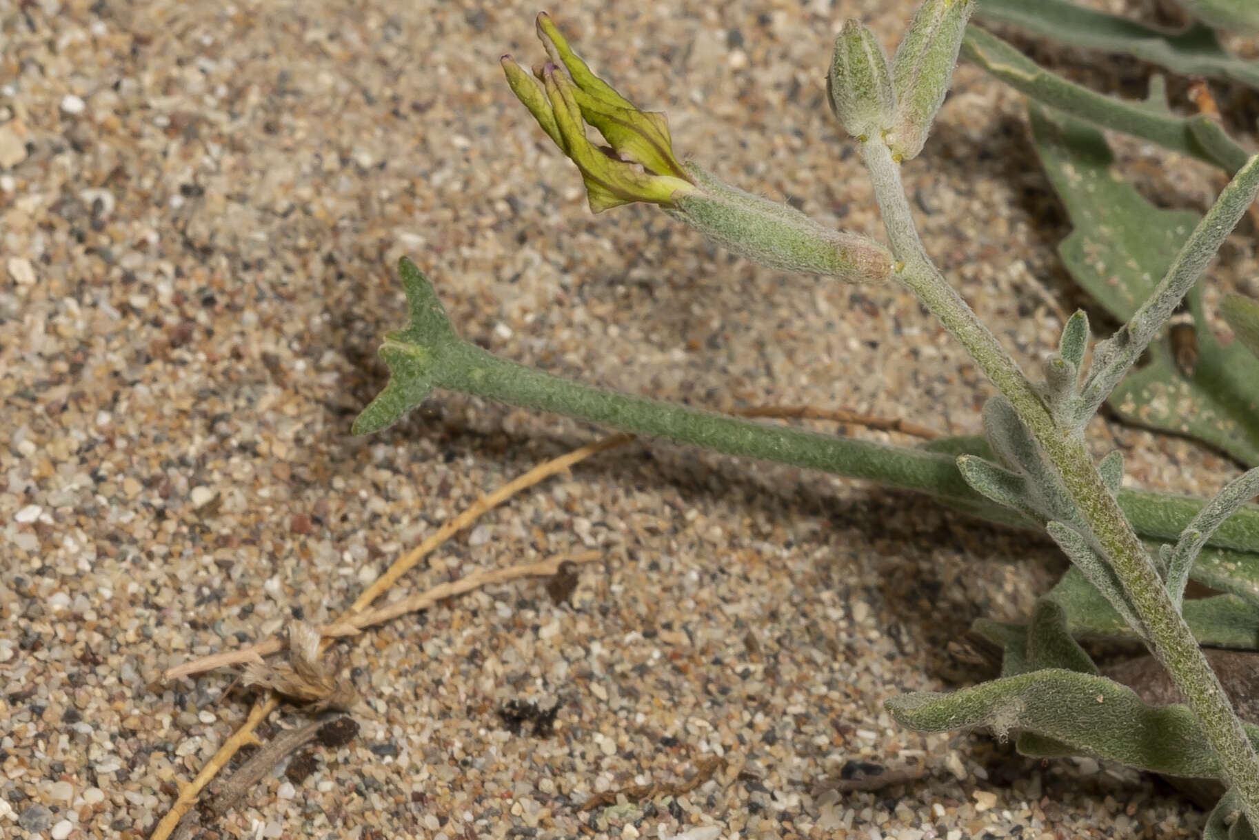 Plancia ëd Matthiola longipetala (Vent.) DC.