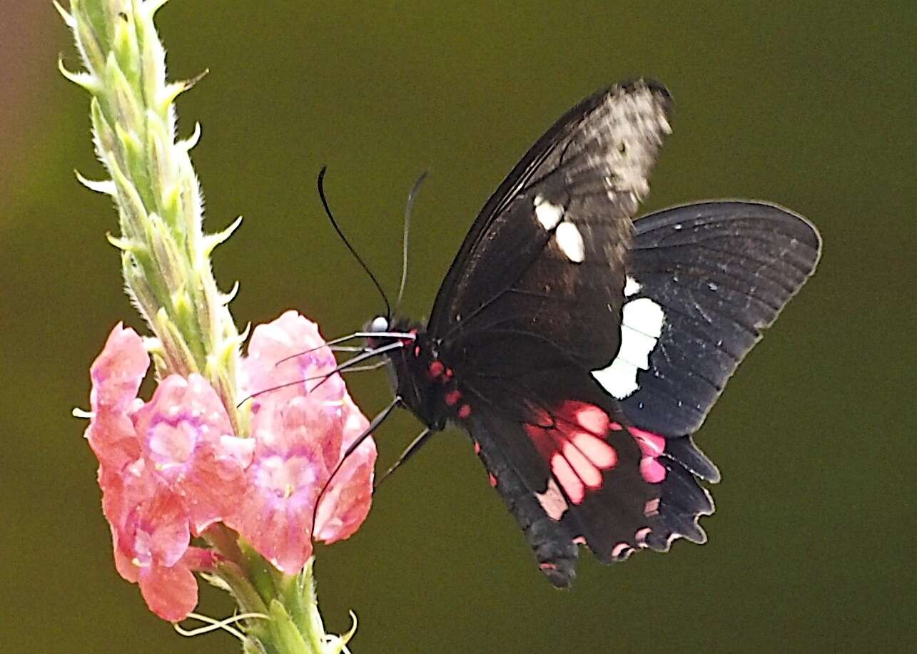 صورة <i>Parides eurimedes mylotes</i> (Bates 1861)