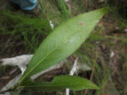 Image of Denhamia celastroides (F. Müll.) L. W. Jessup