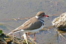 Слика од Charadrius tricollaris Vieillot 1818