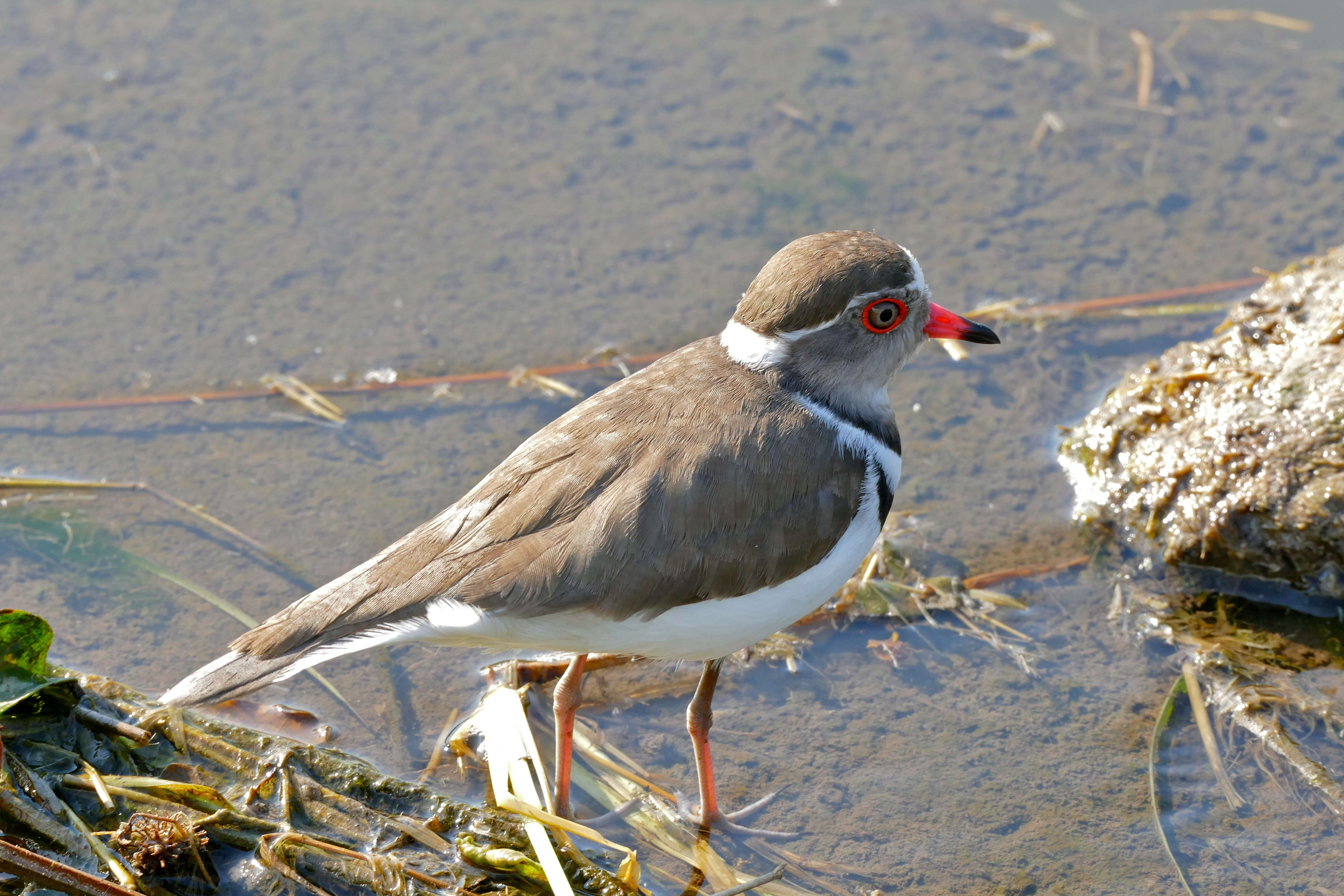 Image of African Three-banded Plover