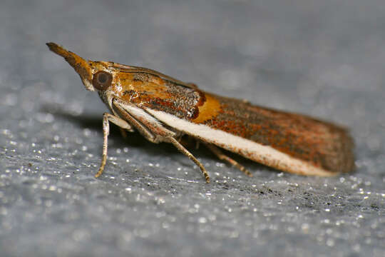 Image of Moth