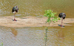 Image of Black Stork