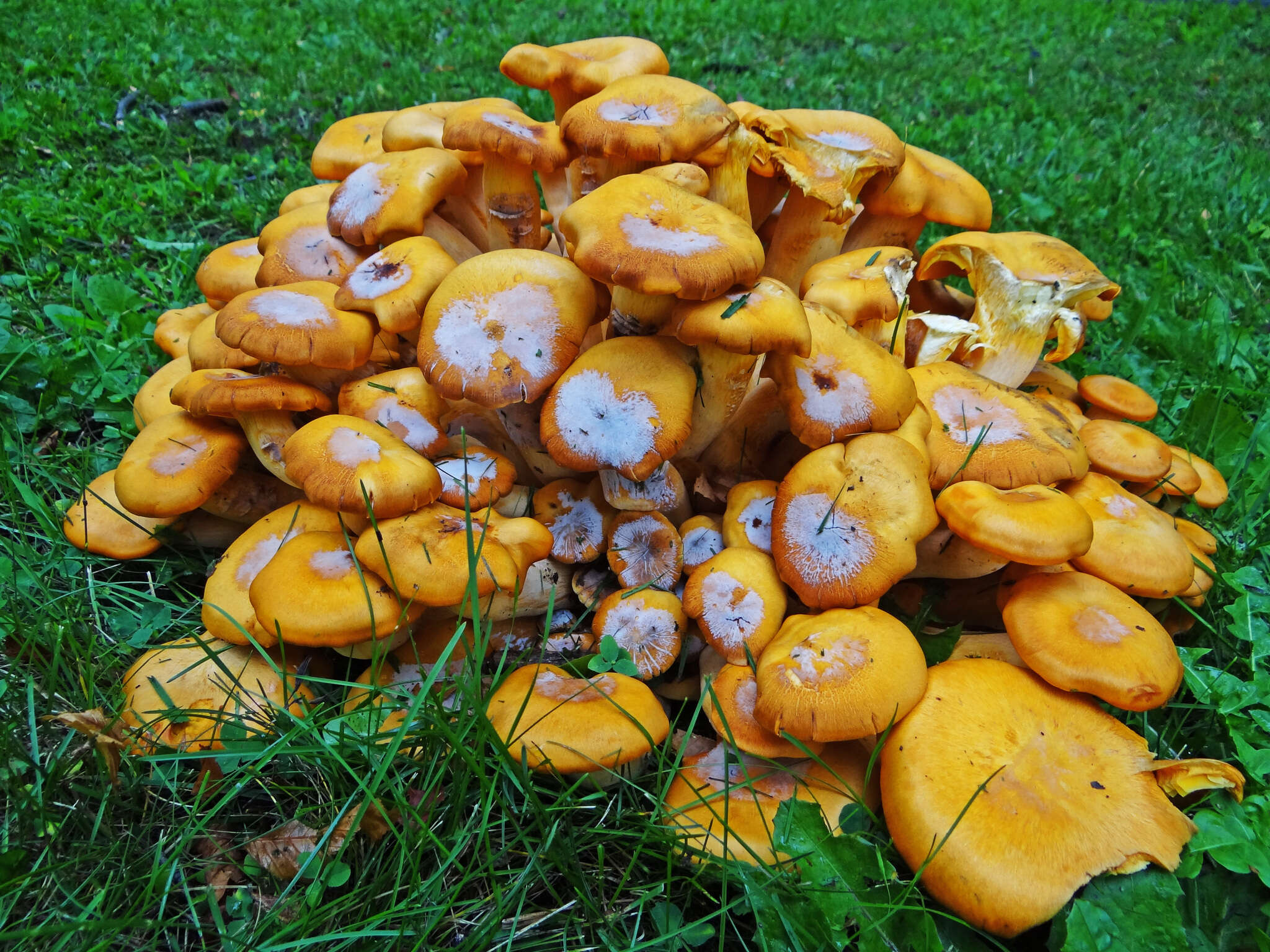 Image of Omphalotus illudens (Schwein.) Bresinsky & Besl 1979