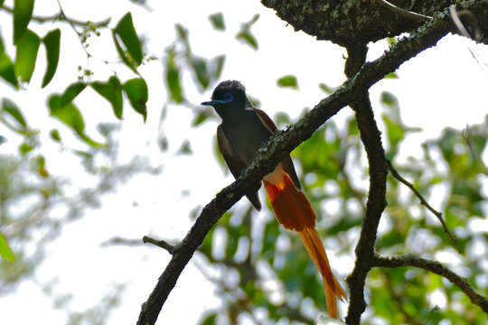 Image of African Paradise Flycatcher