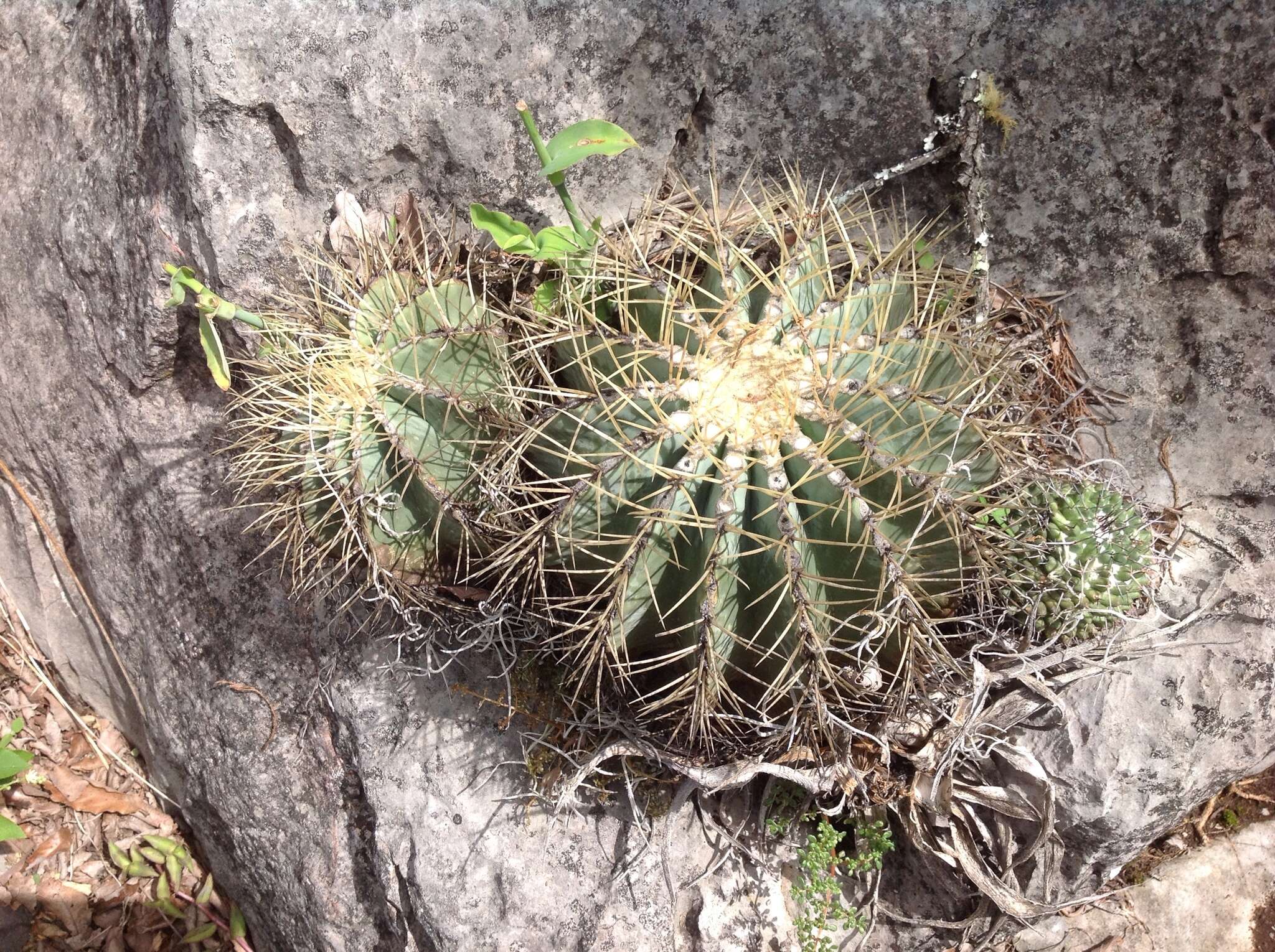 Ferocactus glaucescens (DC.) Britton & Rose resmi