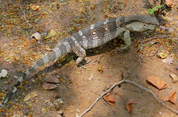 Image of White-throated monitor
