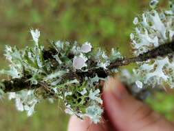 Image of shield lichen