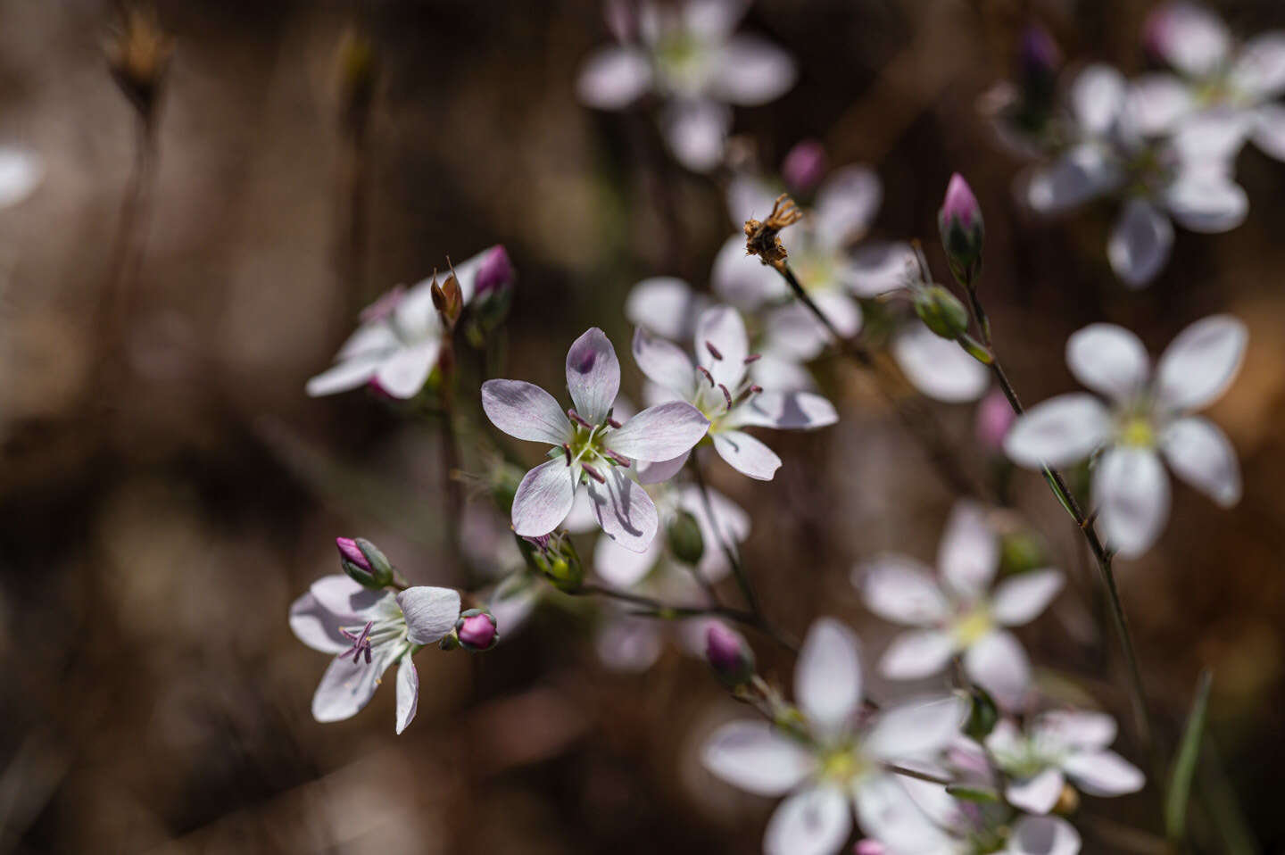 Image of California dwarf-flax