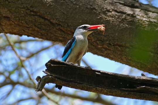 Image of Senegal Kingfisher