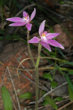 Image of Pink fairy orchid