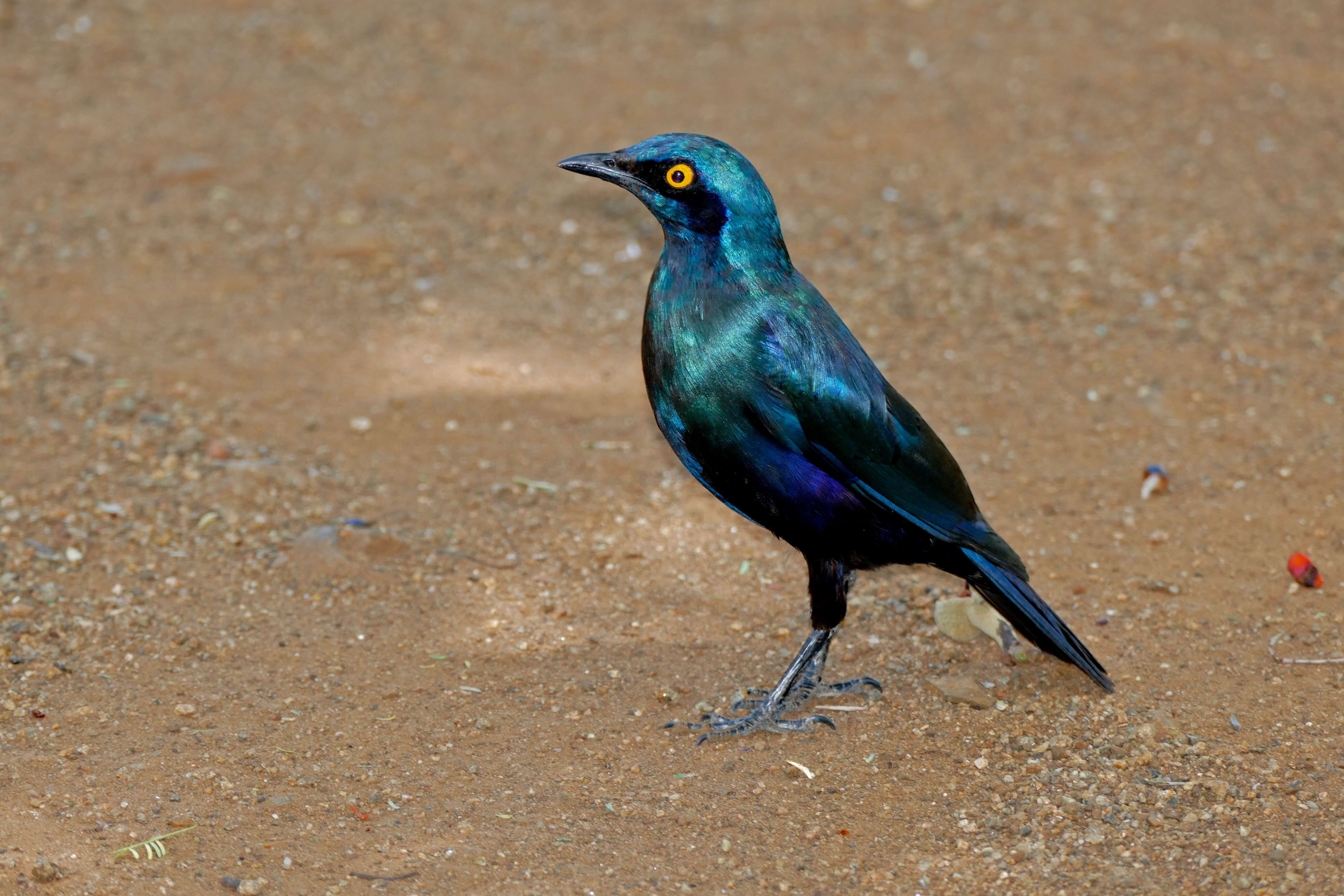 Image of Cape Glossy Starling