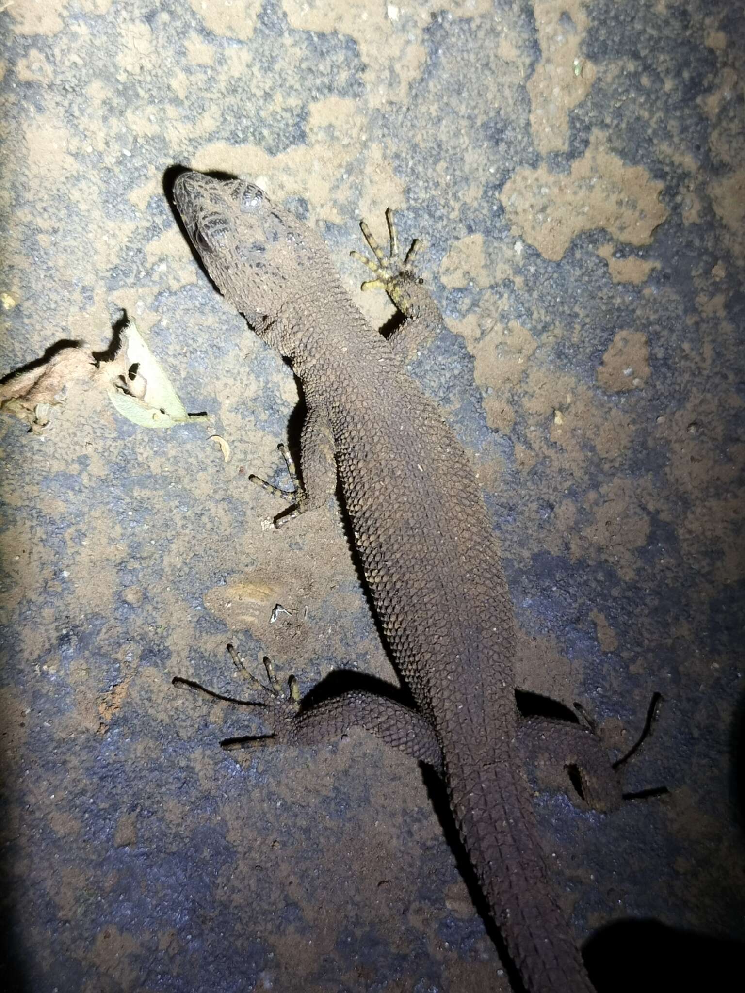 Image of Prickly Forest Skink