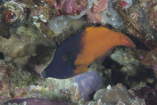 Image of Black-headed Leatherjacket