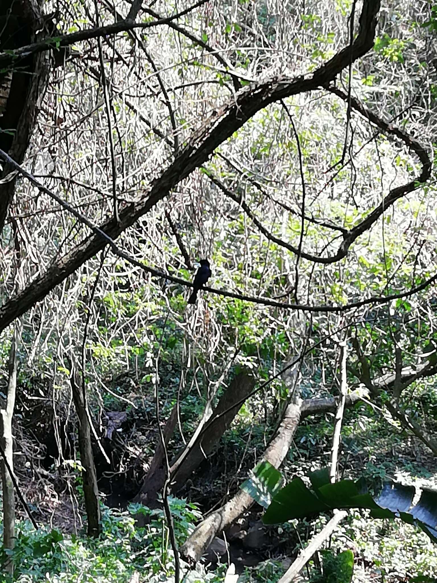 Image of Common Square-tailed Drongo