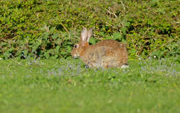 Image of Oryctolagus Lilljeborg 1873