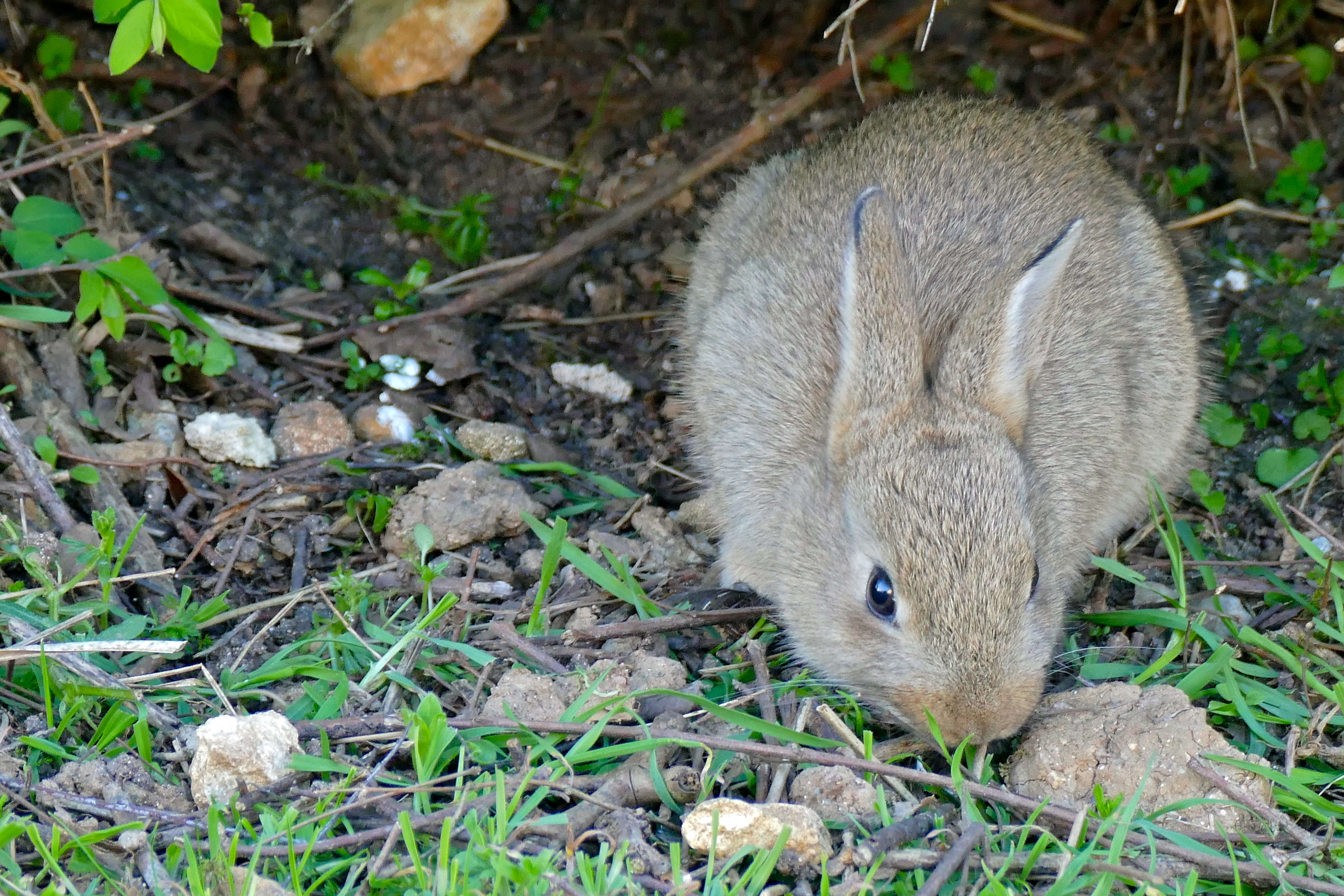 Image of Oryctolagus Lilljeborg 1873