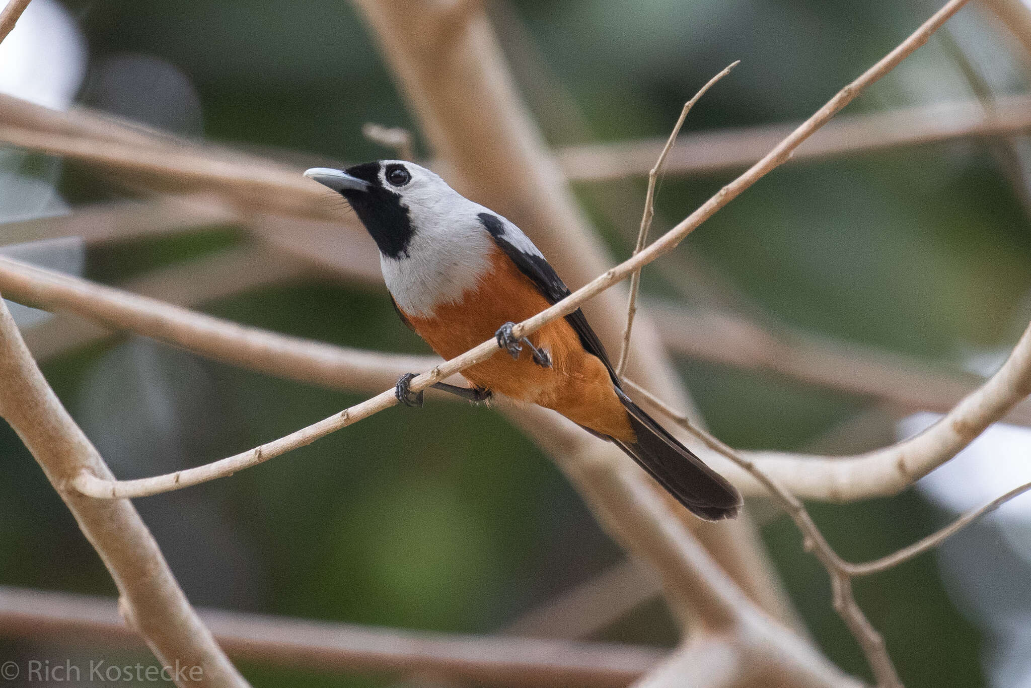 Image of Black-winged Monarch