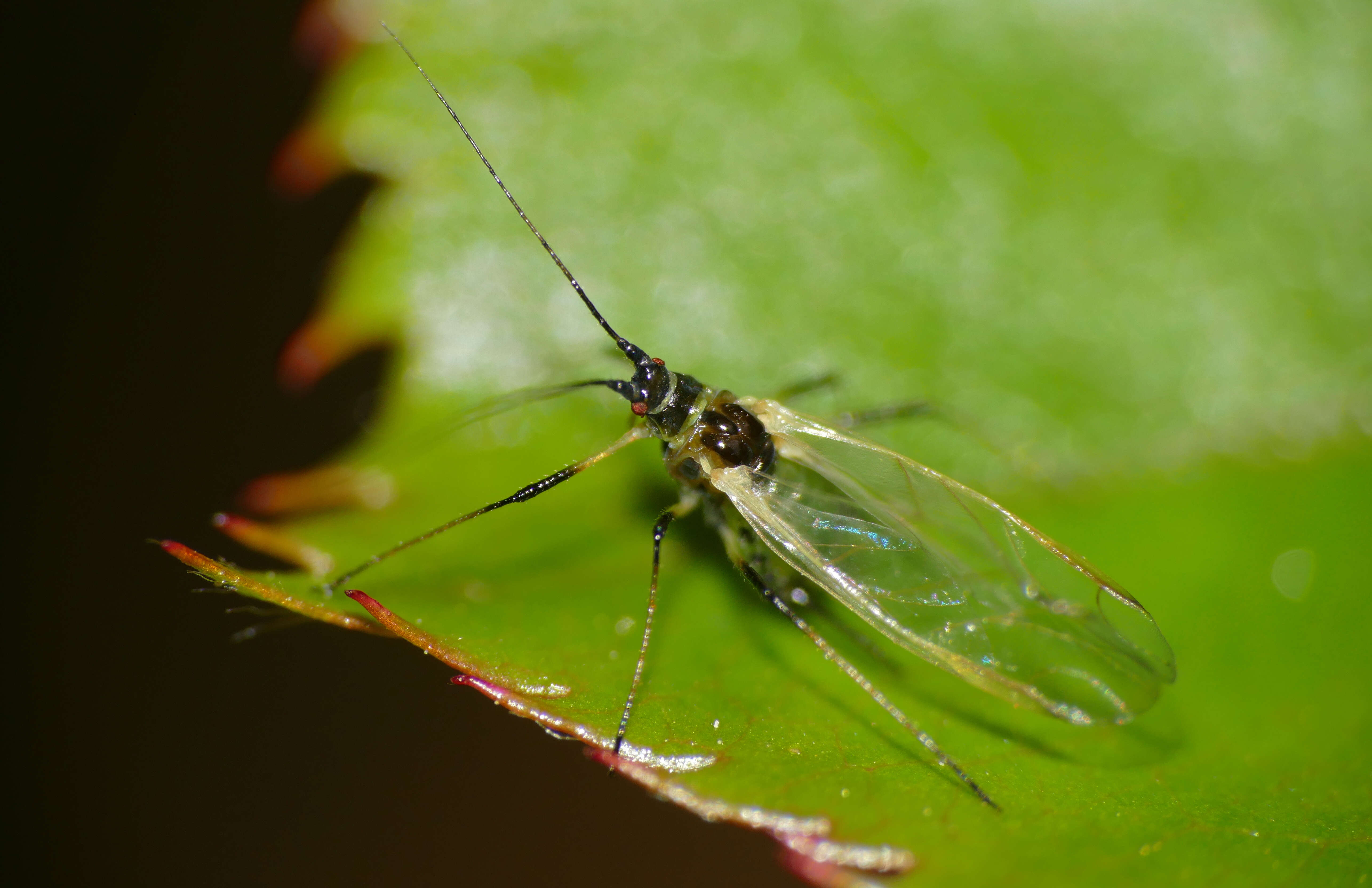 Image of Rose Aphid
