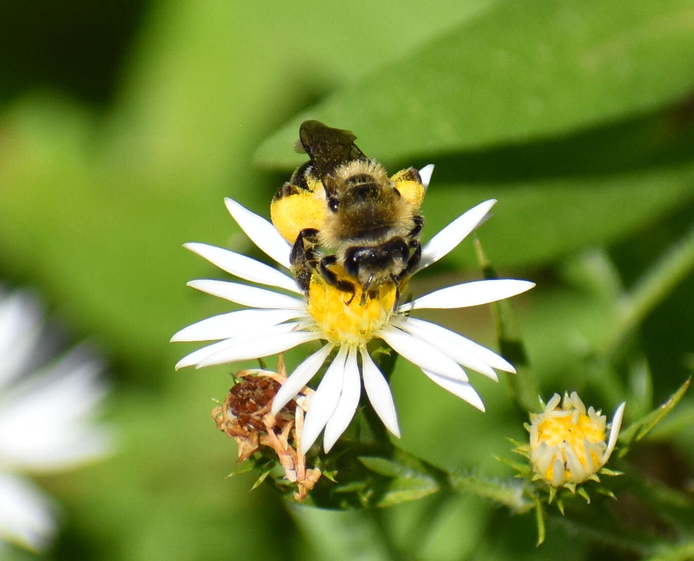 Andrena asteris Robertson 1891 resmi